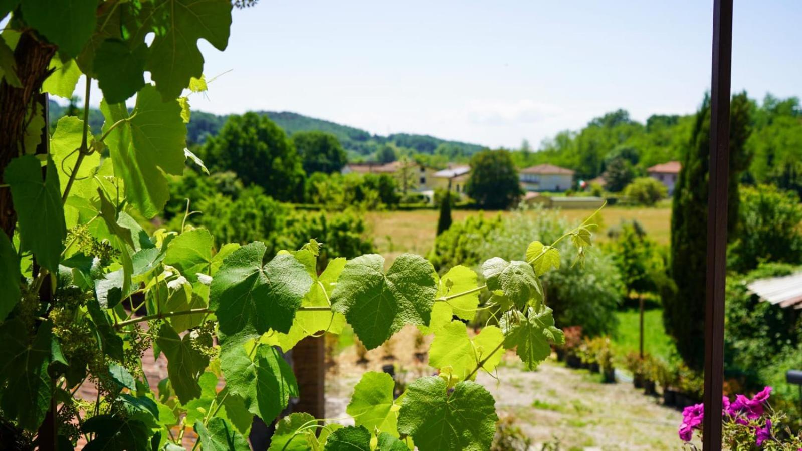 Appartamento La Casa Nella Vigna Colline Del Vino Capannori Esterno foto